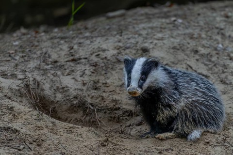 Just 3 months old, the badger (Meles meles) is practising digging in the fine sand, animal