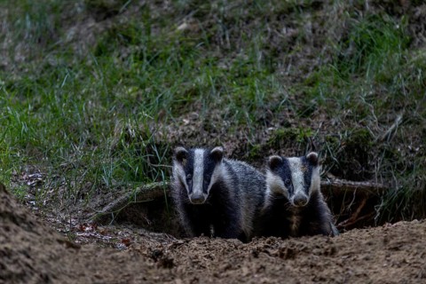 Badger siblings (Meles meles) at the age of about 6 months in front of the burrow, animal children,