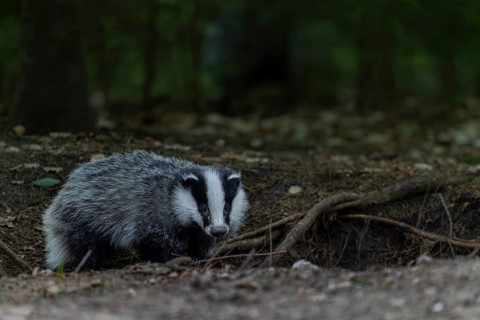 A badger (Meles meles) born last year explores the surroundings of the Dachsburg, animal children,