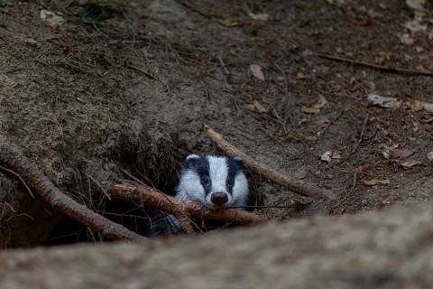 For minutes, the young badger (Meles meles) secures itself at the entrance to its burrow before