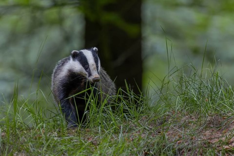 After the badger (Meles meles) has left the den, it particularly checks the entrances to the badger