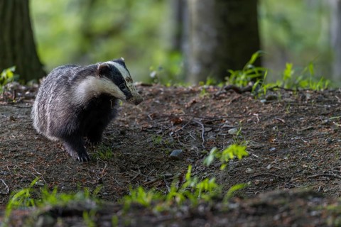 The badger moth (Meles meles) spends a few minutes in front of the burrow in front of setting off