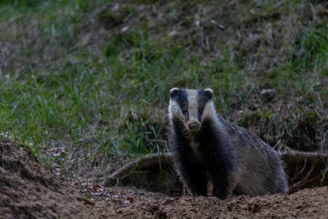 After a few minutes, the young badger (Meles meles) leaves the cave entrance, animal children,