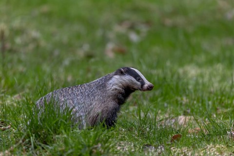 The badger (Meles meles) has just left its den under a dilapidated house and goes in search of