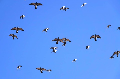 Pigeons in the city in winter, Germany