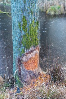 Tree bit by beaver near Spechthausen, Brandenburg, Germany