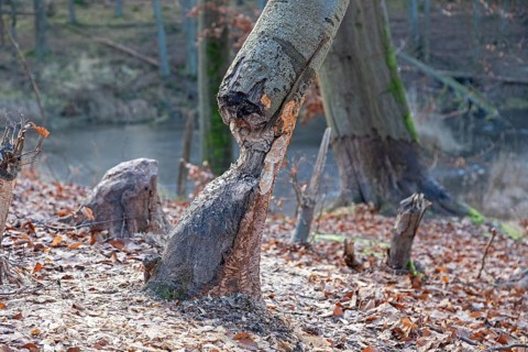 Tree bit by beaver near Spechthausen, Brandenburg, Germany
