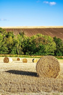 Straw bales in the Scottish fields, Southeast Scotland, UK