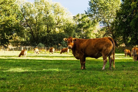 Bulls and Cows on Scottish Borders Farms, Scotland, UK
