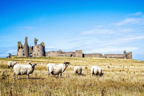 Sheeps around Ruins of Dunstanburgh Castle, Northumberland Coast, England, UK