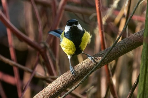 Great tit (Parus major), sitting on a branch, Baden-Württemberg, Germany