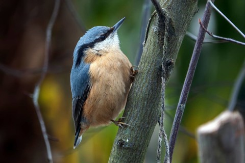 Nuthatch (Sitta europaea) sitting on a branch, Baden-Württemberg, Germany