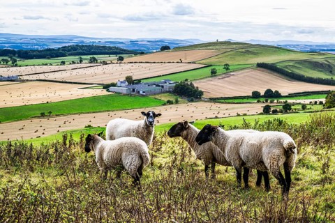 Sheeps, Scotish fields and farms, Southeast Scotland, UK