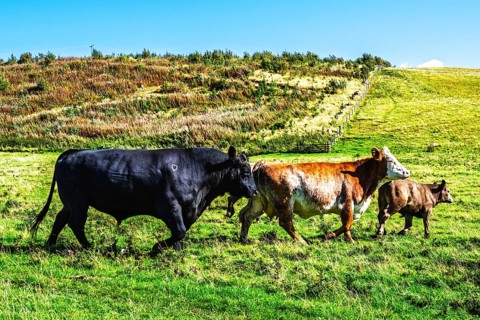 Bulls and Cows on Scottish Borders Farms, Scotland, UK