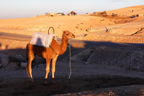 Dromedary, camel rides for tourists, Agafay Desert, rocky rocky desert near Marrakech, Morocco