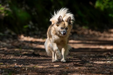 Dog, mixed breed, runs