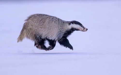 European badger (Meles meles), running in a snowy landscape, Swabian Alb biosphere reserve,