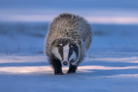 European badger (Meles meles), jumping in a snowy landscape in the last light, Swabian Alb