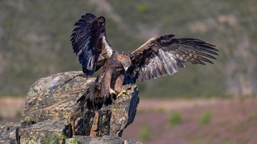 Golden eagle (Aquila chrysaetos), female landing on a lichen-covered rock, flight, flying, habitat,