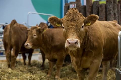Cows in the animal hall at the Green Week at the exhibition center in Berlin on 16.01.2026. The