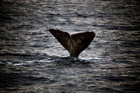 Whale fluke rises out of water in Andenes during whale watching, Andenes, Vesterålen, Norway