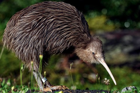 Northern striped kiwi searching for food in its natural environment, Franz Josef Glacier, New