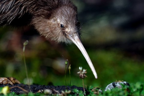 Close-up of a northern striped kiwi exploring the soil, Franz Josef Glacier, New Zealand