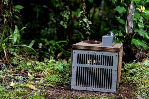 Wooden box trap in the thick forest of Franz Josef Glacier, Franz Josef Glacier, New Zealand