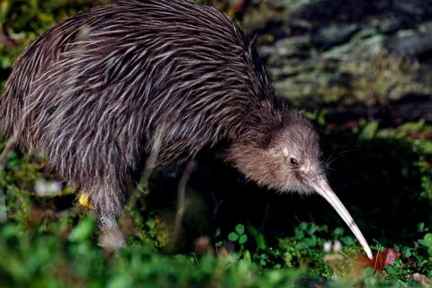 Northern striped kiwi foraging on moss-covered soil, Franz Josef Glacier, New Zealand