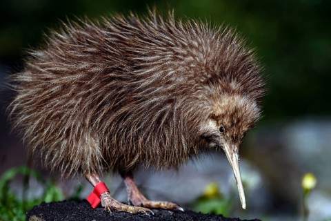 A fluffy kiwi chick on a branch in the Franz Josef Glacier area, Franz Josef Glacier, New Zealand