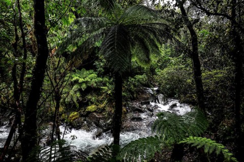 Fern and flowing river surrounded by thick forest, Fox Glacier, New Zealand