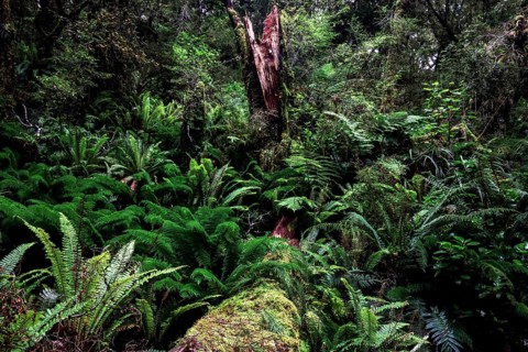 Dense fern vegetation in lush forest on Lake Marian Track, Lake Marian Track, Fjordland, New