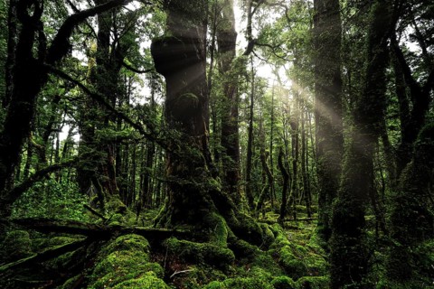 Rays of light shine through thick, moss-covered forest on Lake Gunn Nature Walk, Fjordland National