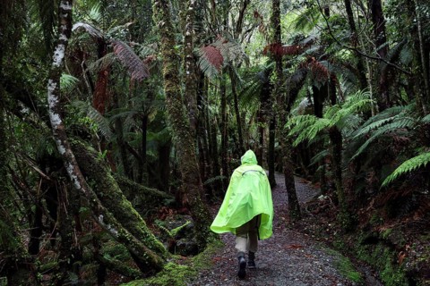 Hiker in a rain-soaked, lush green forest along a narrow trail to Fox Glacier, West Coast, New