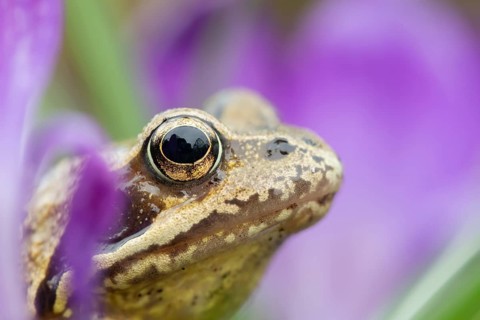 Common frog (Rana temporaria) adult amphibian amongst garden purple crocus flowers in spring,