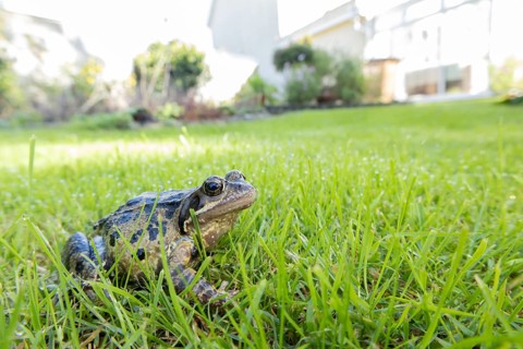 Common frog (Rana temporaria) adult amphibian on a garden grass lawn in summer, England, United