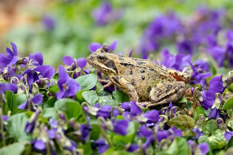Common frog (Rana temporaria) adult amphibian amongst garden blue violet flowers in spring,