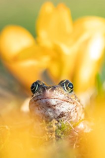 Common frog (Rana temporaria) adult amphibian amongst garden yellow crocus flowers in spring,