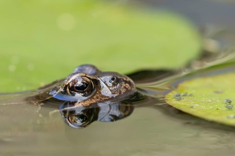 Common frog (Rana temporaria) adult amphibian on the water surface of a garden pond amongst water