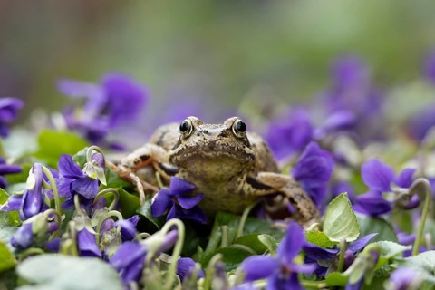 Common frog (Rana temporaria) adult amphibian on garden blue violet flowers in spring, England,