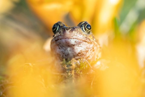 Common frog (Rana temporaria) adult amphibian amongst garden yellow crocus flowers in spring,