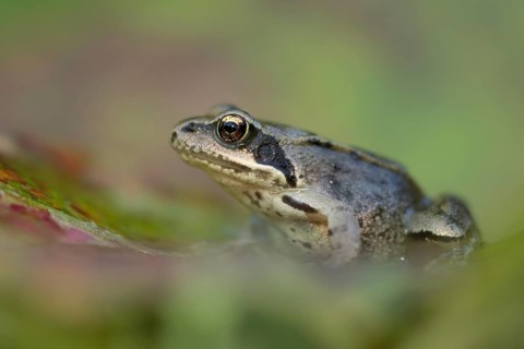 Common frog (Rana temporaria) juvenile baby froglet amphibian on an autumn colour leaf, England,