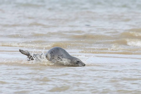 Atlantic grey seal (Halichoerus grypus) adult animal in the shallow sea on a seaside beach,
