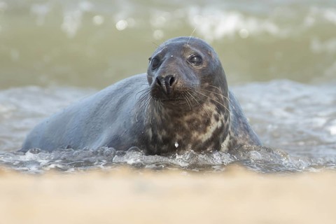 Atlantic grey seal (Halichoerus grypus) adult animal in the sea waves on a seaside beach, England,