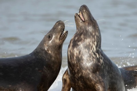 Atlantic grey seal (Halichoerus grypus) two adult animals courting in love in the sea waves on a