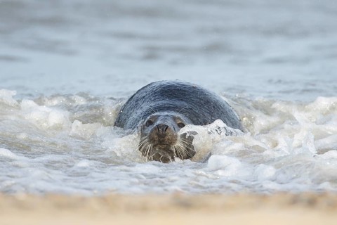 Atlantic grey seal (Halichoerus grypus) adult animal relaxing in the shallow water of the sea at a