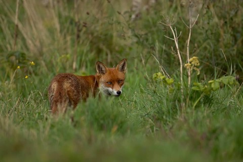 Red fox (Vulpes vulpes) adult animal in countryside grassland, England, United Kingdom
