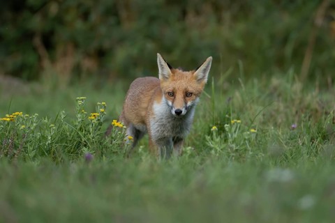 Red fox (Vulpes vulpes) juvenile baby cub animal in countryside grassland with wildflowers in