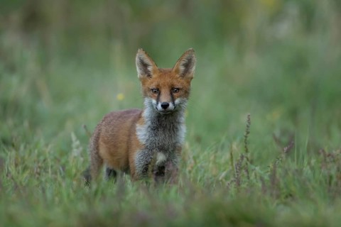 Red fox (Vulpes vulpes) adult animal in grassland, England, United Kingdom