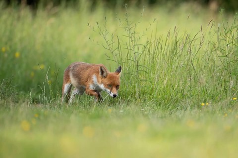 Red fox (Vulpes vulpes) adult animal in countryside grassland in summer, England, United Kingdom
